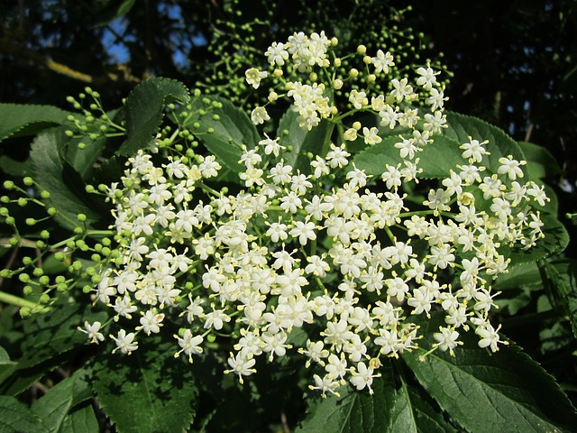 бузина черная, старший, elderberry