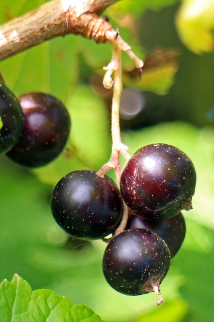 черная смородина, ribes nigrum, фруктов