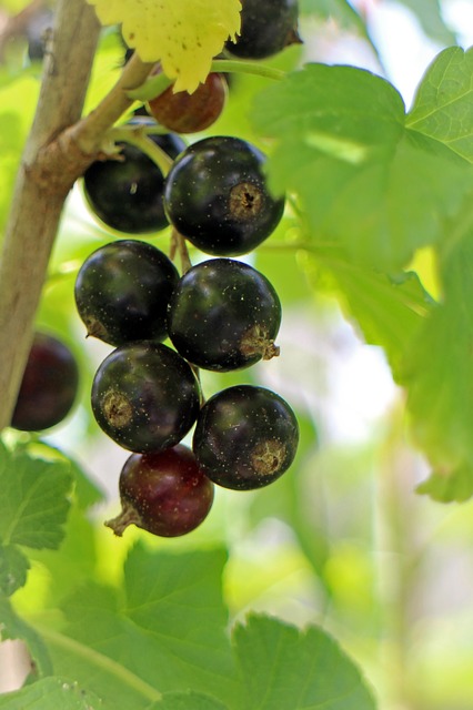 черная смородина, ribes nigrum, фруктов