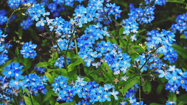 цветы, весна, природа