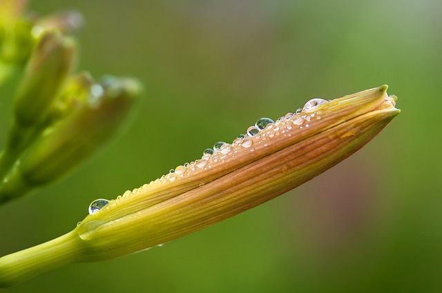 дейлили, лилейник лилейника, hemerocallis