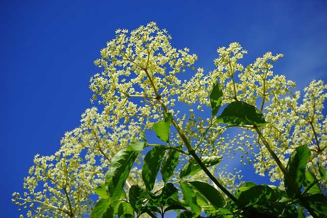 elderflower, белый, цветы