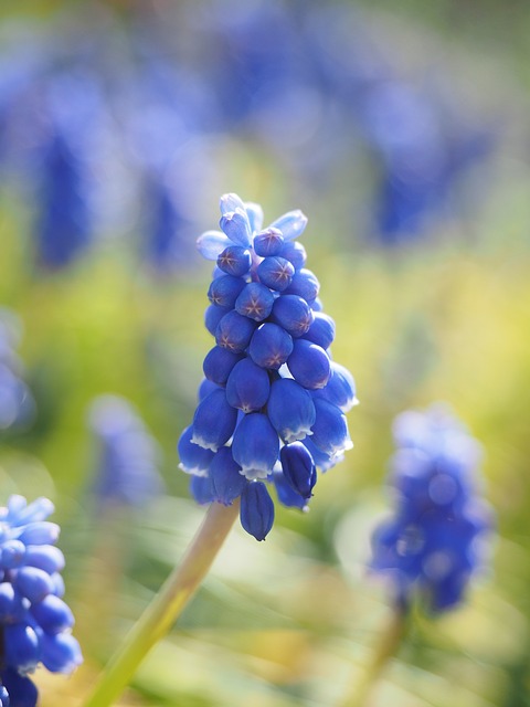 гиацинт, muscari, общие гиацинтов винограда