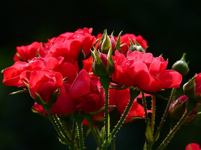 красные розы, роуз, розы