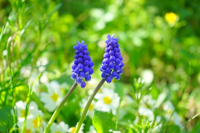 muscari, цвести, цветок