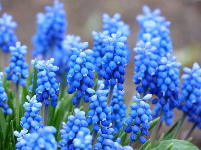 muscari, общие гиацинтов винограда, цвести
