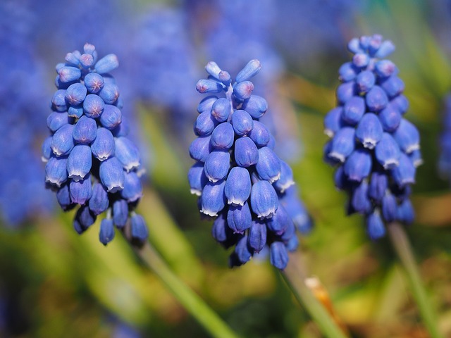 muscari, общие гиацинтов винограда, цвести