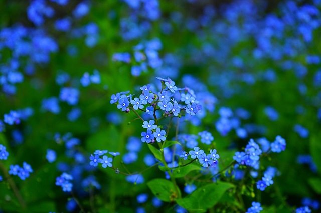 не забывай меня, цветок, brunnera vergissmeinnicht