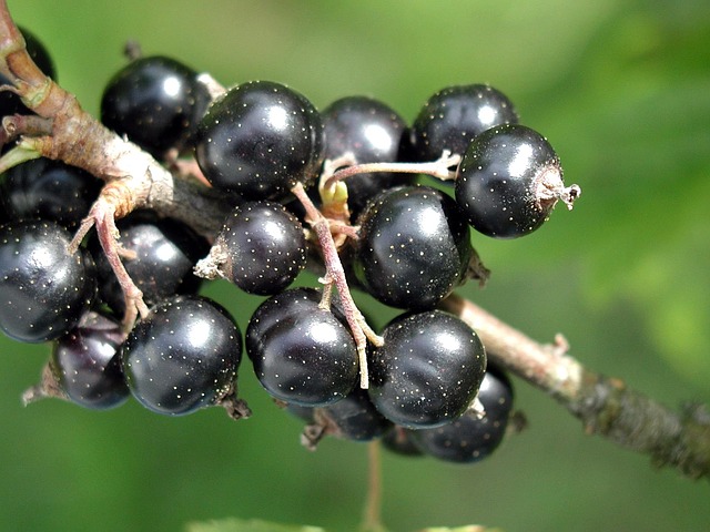 spinarum, карисса, черная смородина