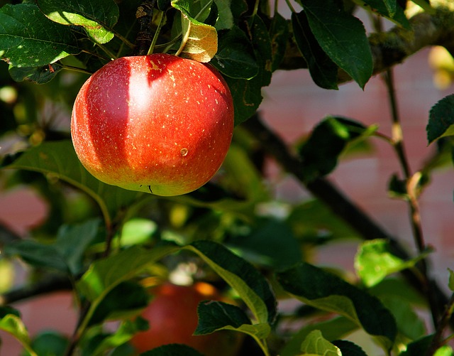 яблоня, отделение, apple