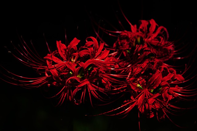 амариллис, amaryllidaceae, паук лили