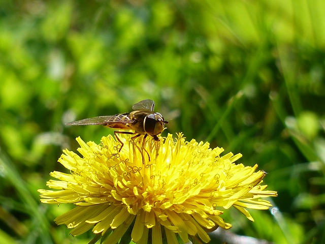 цветок муха, журчалки, syrphid муха