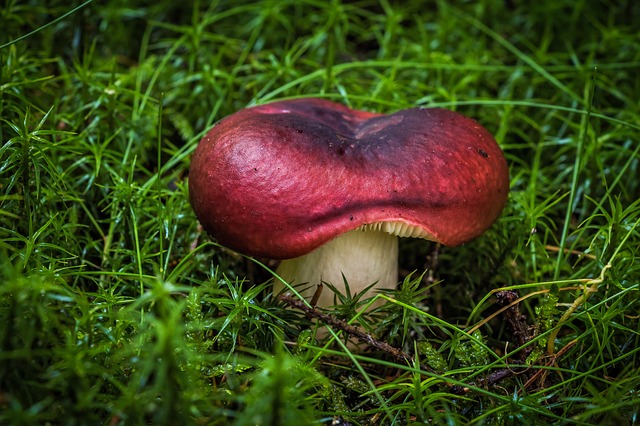 гриб, шляпник, spore