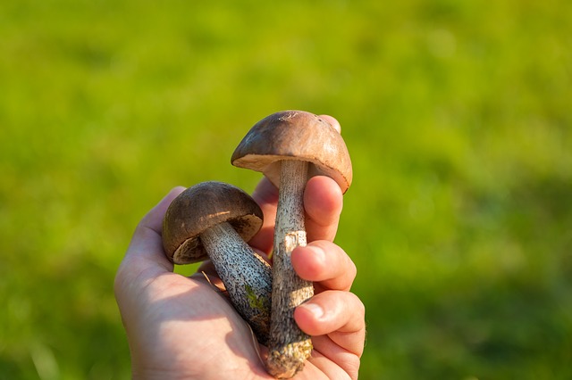 грибы, лес, коллекция