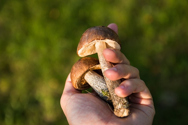 грибы, лес, коллекция