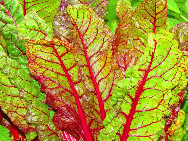 мангольд, beta vulgaris, амарантовые