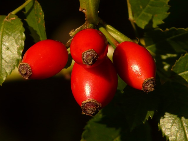 шиповник, фруктов, sammelfrucht