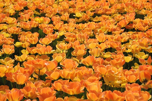 тюльпаны, голландия, tulip областях