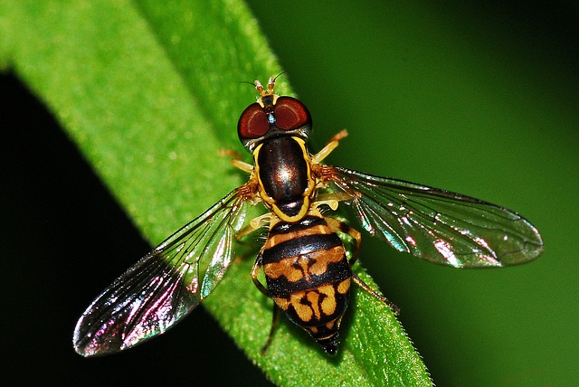 журчалки, насекомое, syrphid