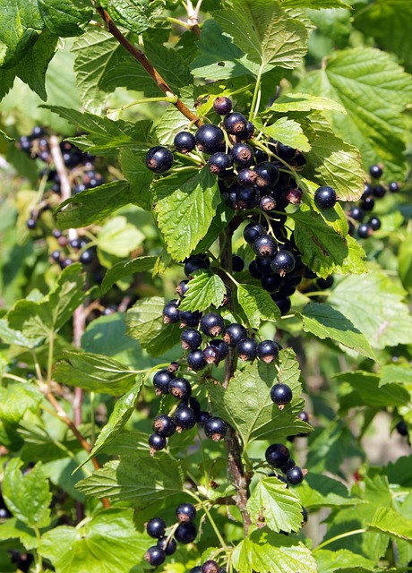 черная смородина, черный, смородина