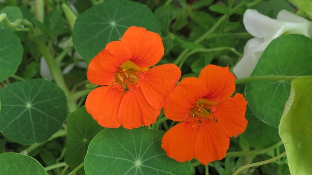 настурция, оранжевый, tropaeolum
