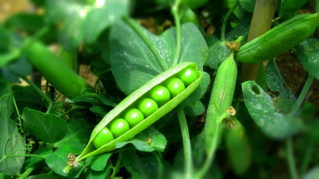 Зелёный горошек - правильное выращивание и заготовка на зиму.