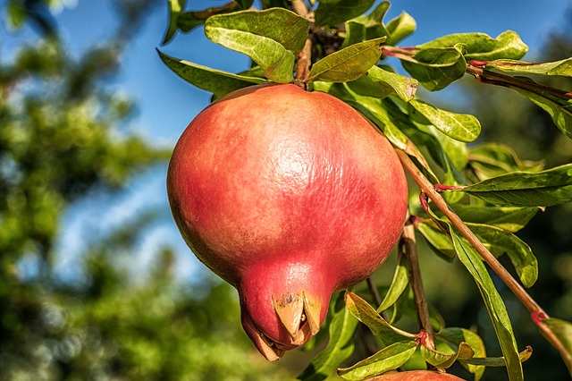 гранат, фруктов, punica granatum