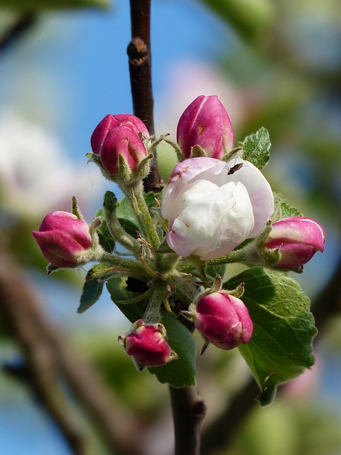 apple blossom, яблоня, цвести