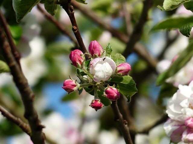 apple blossom, яблоня, цвести