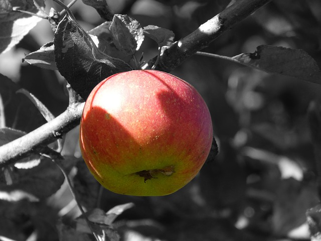 apple, фруктов, яблоня
