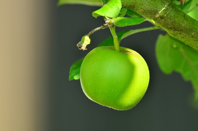 apple, зеленое яблоко, дерево