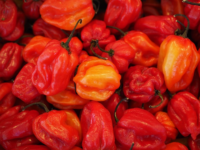 habaneros, чили, капсикум chinense