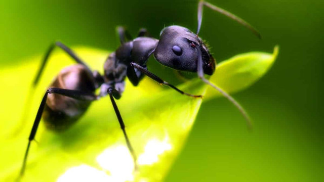 Как бороться с черными муравьями на огороде?